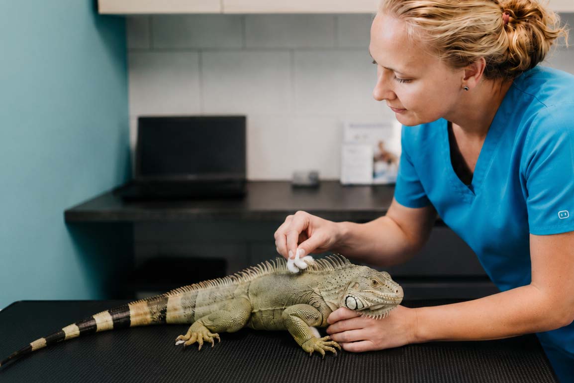 Egzotikus állat vizsgálata a ZenVet rendelőben